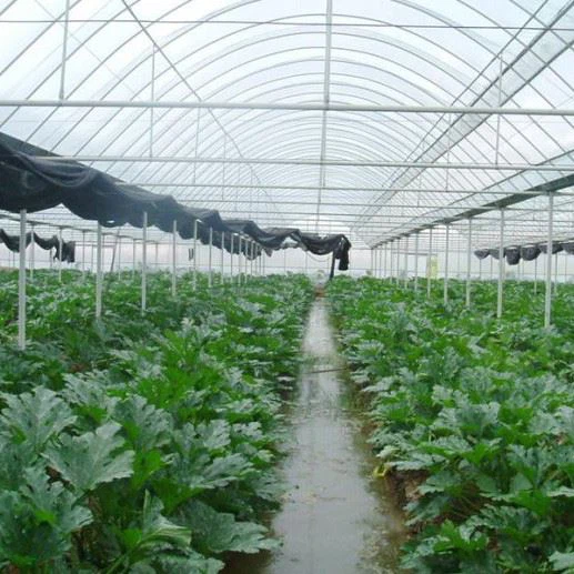 Strawberry Greenhouse